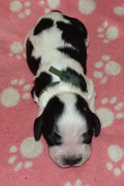 3-pejsek, tm. zelená st..JPG